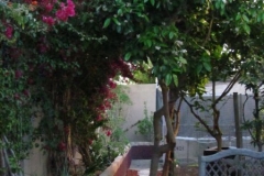 Lush Garden Landscapes