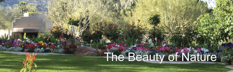 desert-flora-gallery1